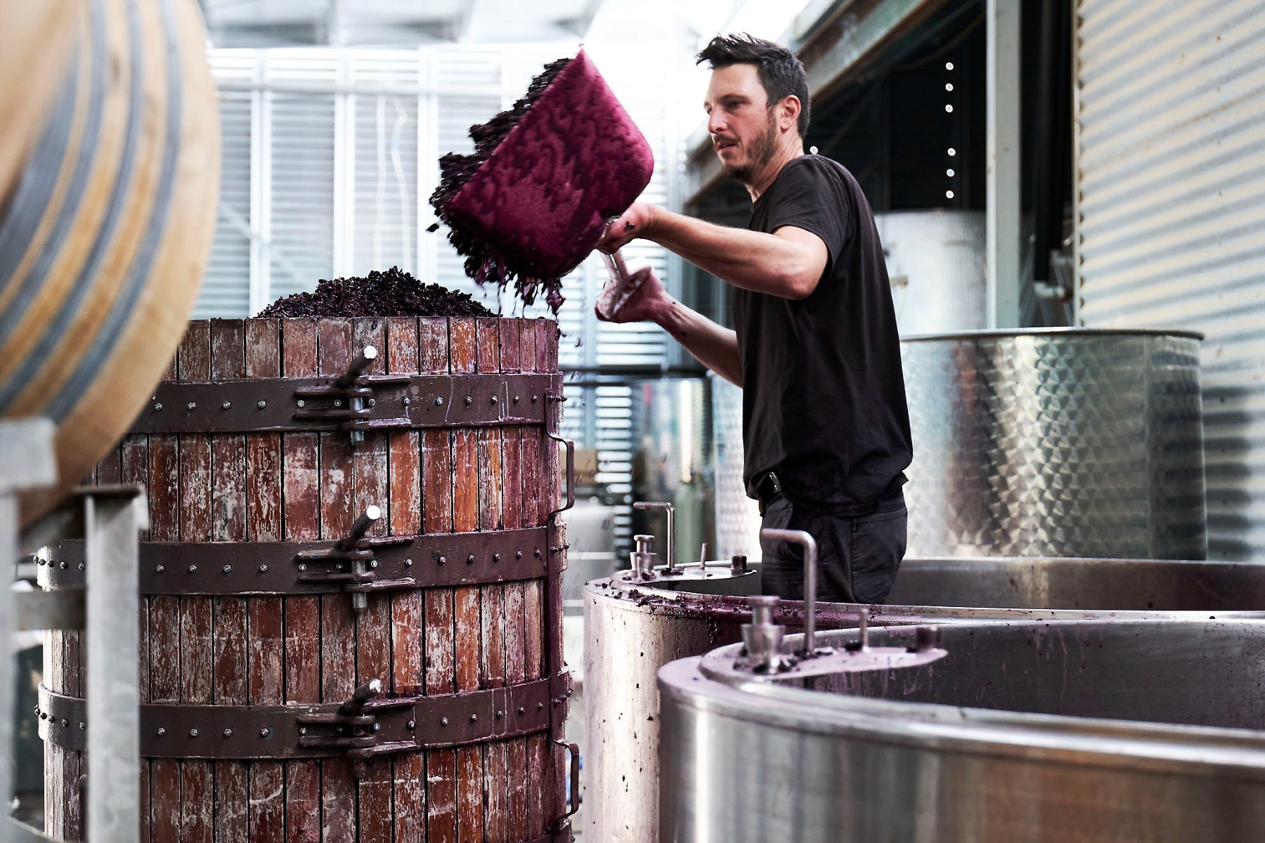 Man shoveling grapes into a wooden barrel. 